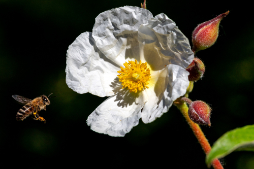 Mainauer Gespräche / Mainauer Klimadialog