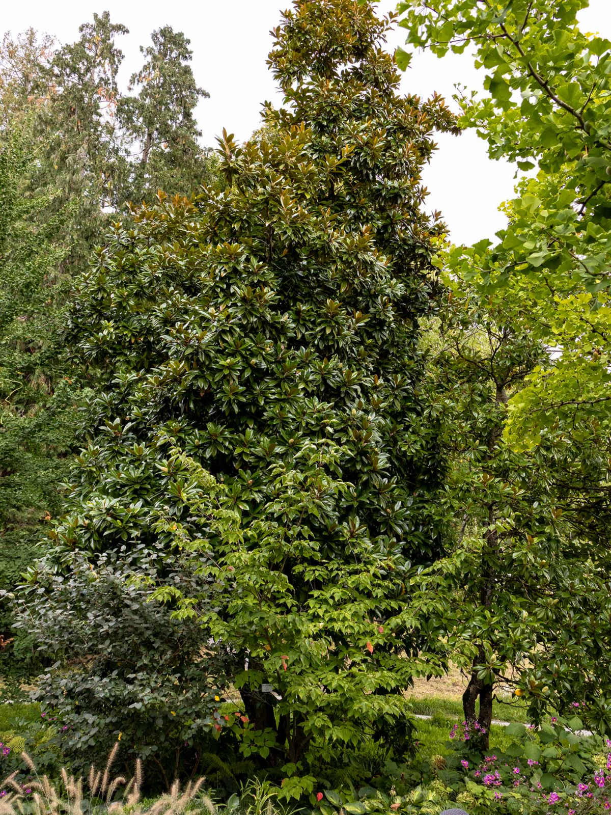 Immergrüne Magnolie Magnolia grandiflora