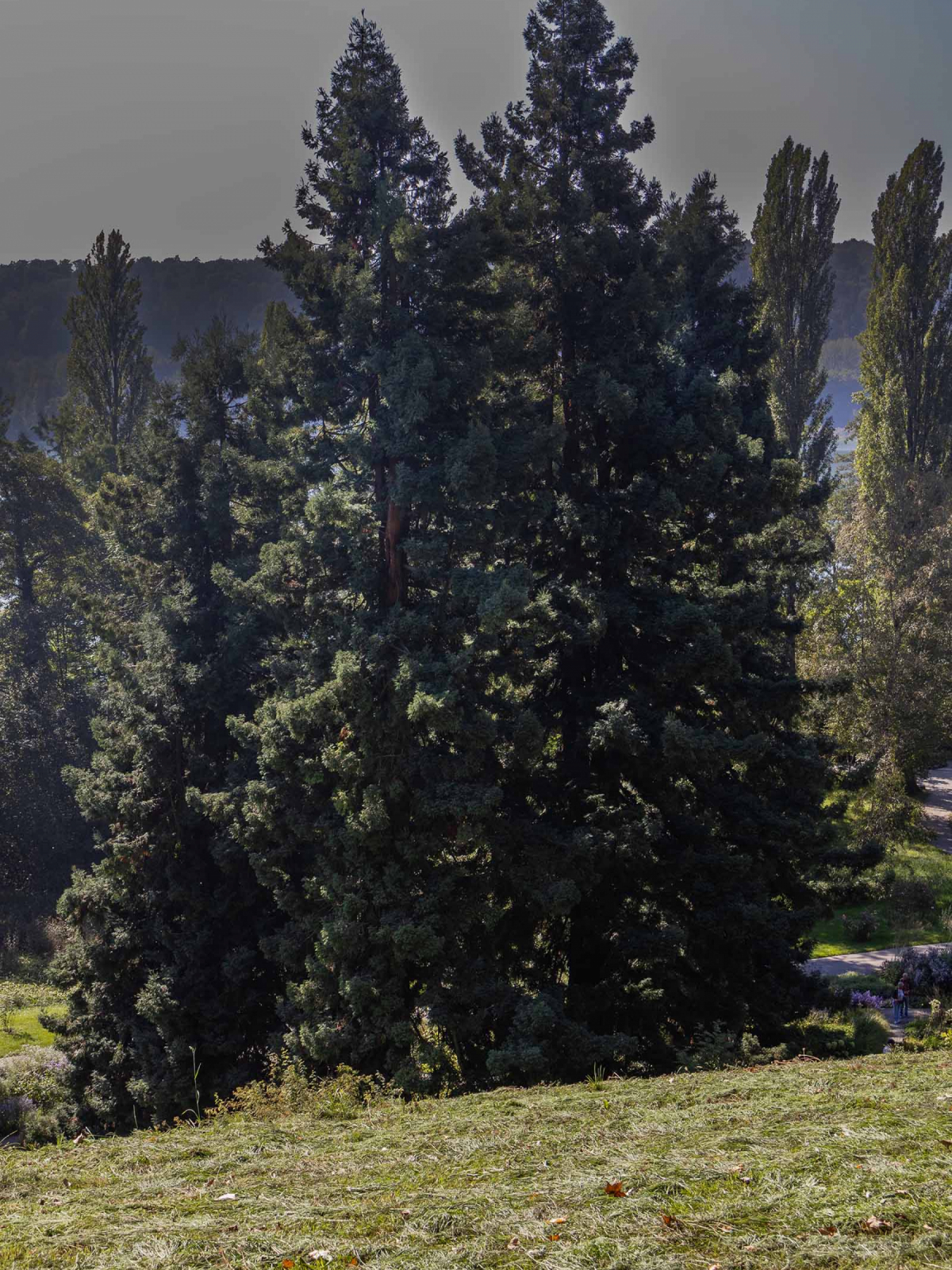 Mammutbaum Sequoia giganteum