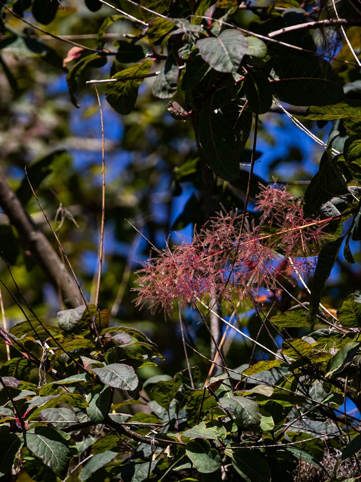 Perückenstrauch Cotinus coggygria
