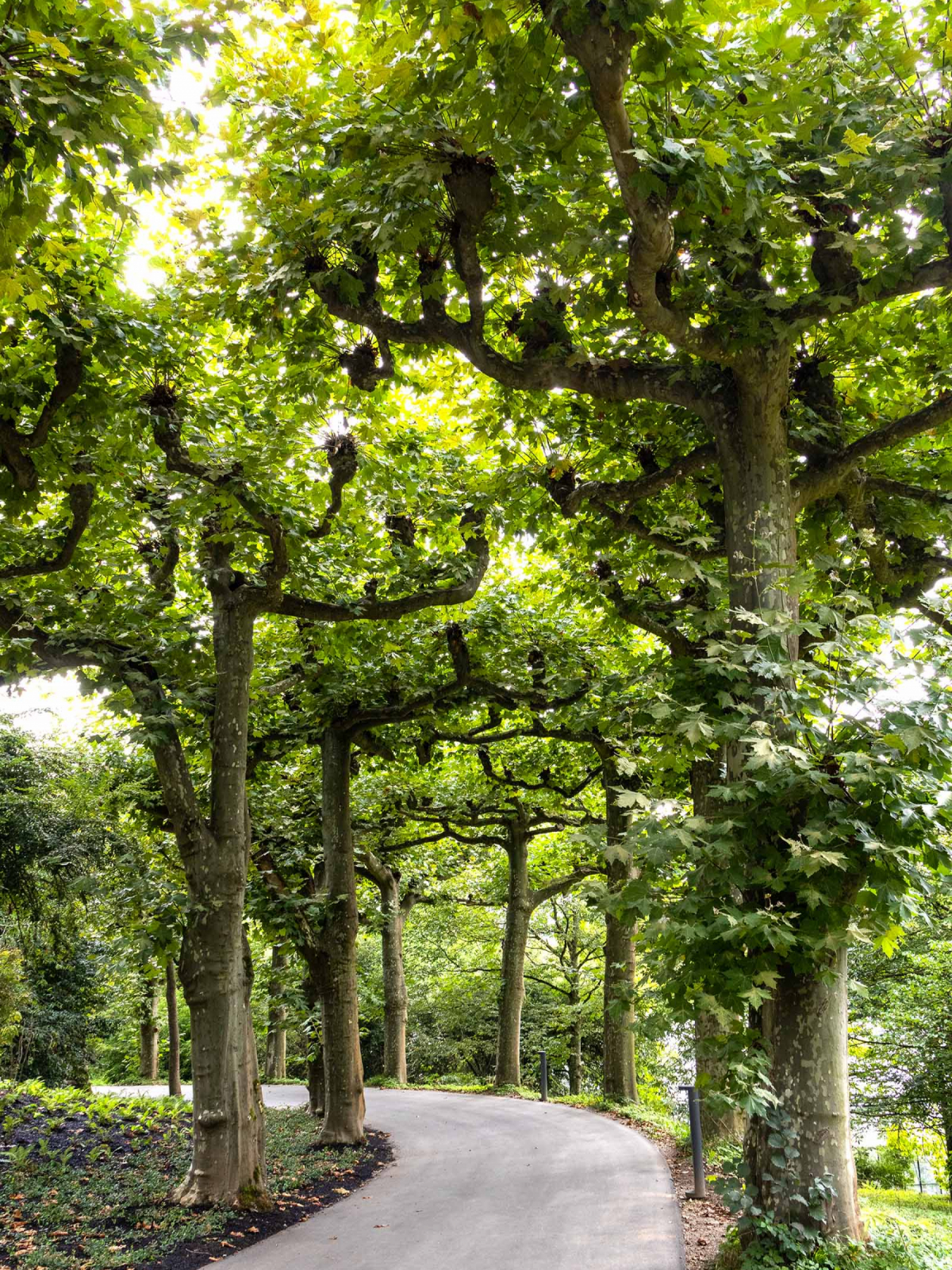 Platane Platanus x hispanica