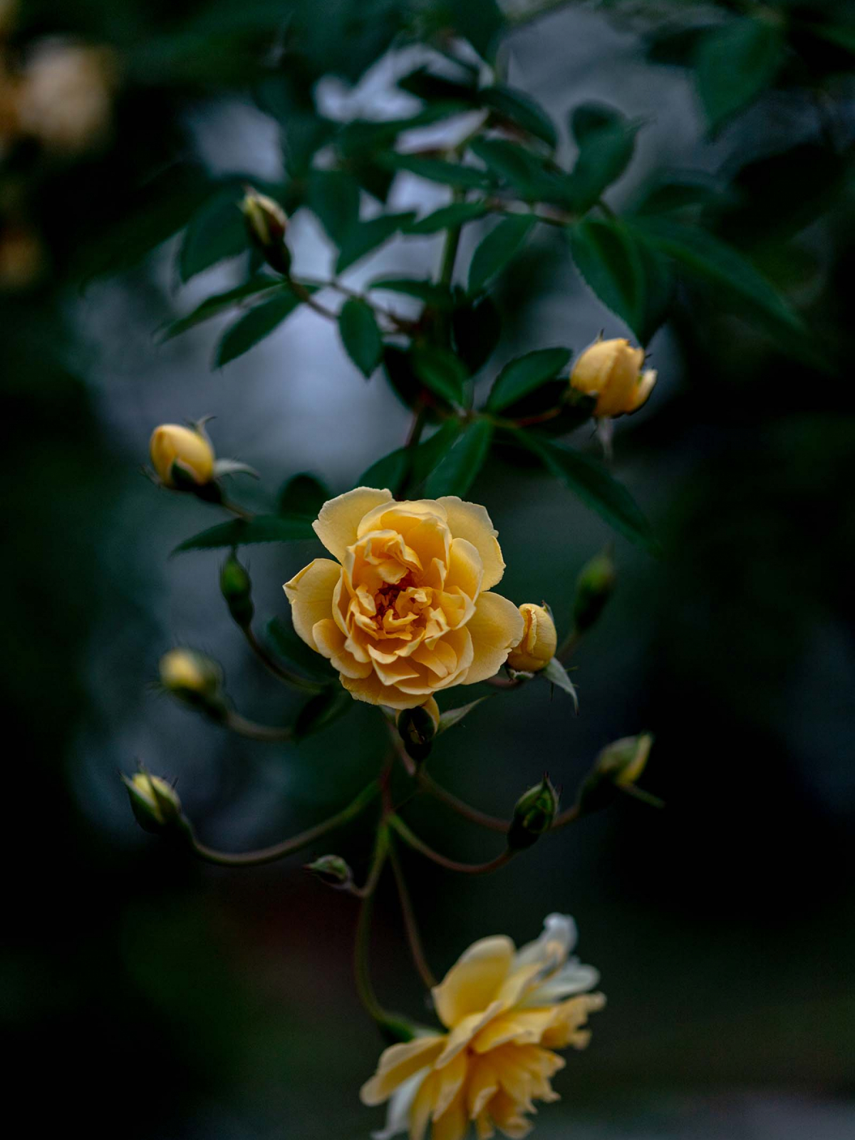 Rosenstämmchen Rosa spec. (i.S.) im italienischen Rosengarten