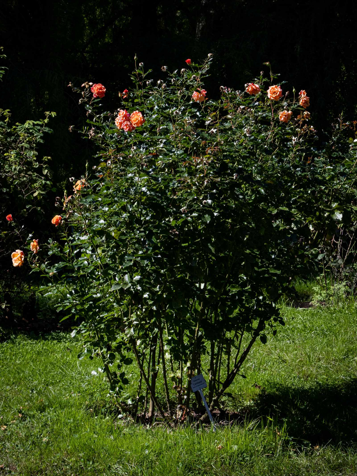 Rosenstrauch Rosa spec. an der Promenade der Wild- und Strauchrosen