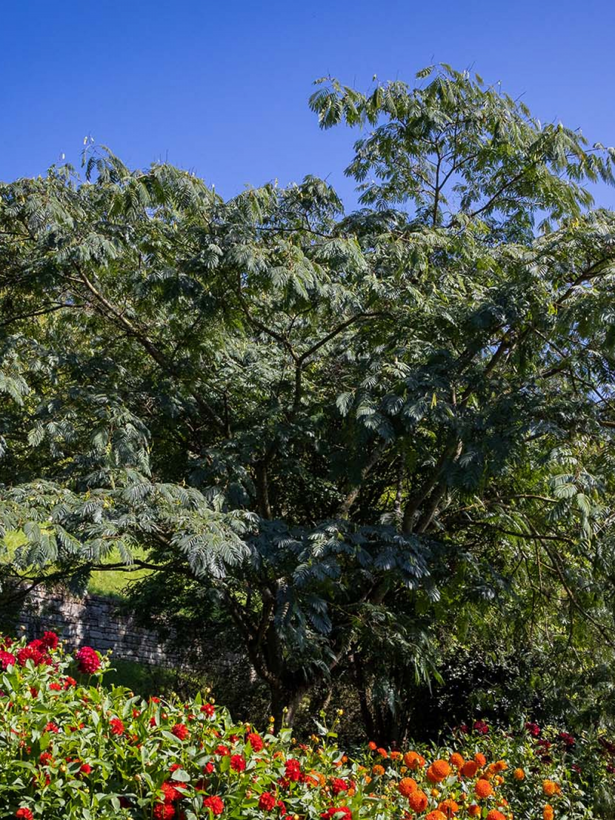 Seidenakazie Albizia julibrissin