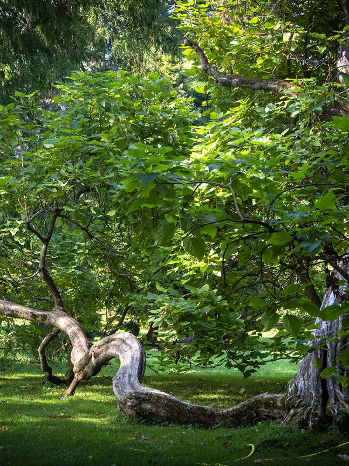Trompetenbaum Catalpa bignonioides