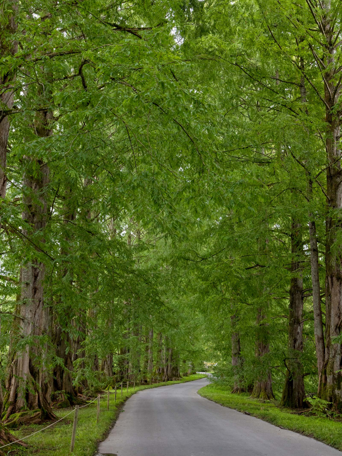 Urweltmammutbaum Metasequoia glyptostroboides (Allee)