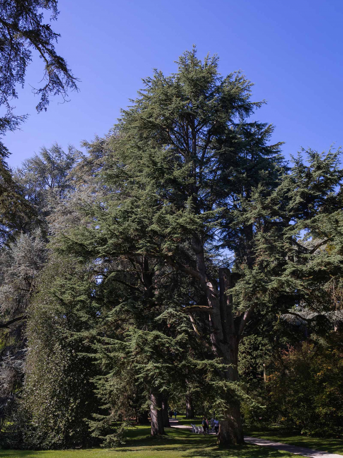 Zedern Cedrus atlantica